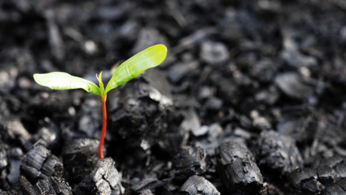 shutterstock_1972674236